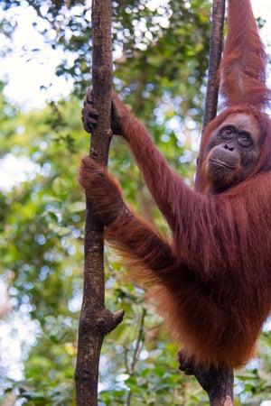 A family-friendly Indonesian adventure