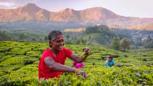 Learn about tea production in Kerala