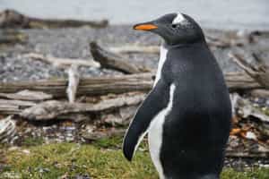 Ushuaia & Tierra Del Fuego