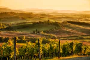 Visit the various wineries of Chianti