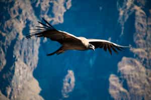 Colca Canyon