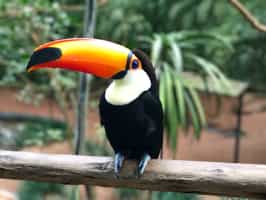 Watch wildlife at Guira Oga, Iguazu Falls