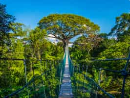 Tambopata National Reserve
