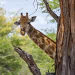 Unforgettable Trip in South Africa