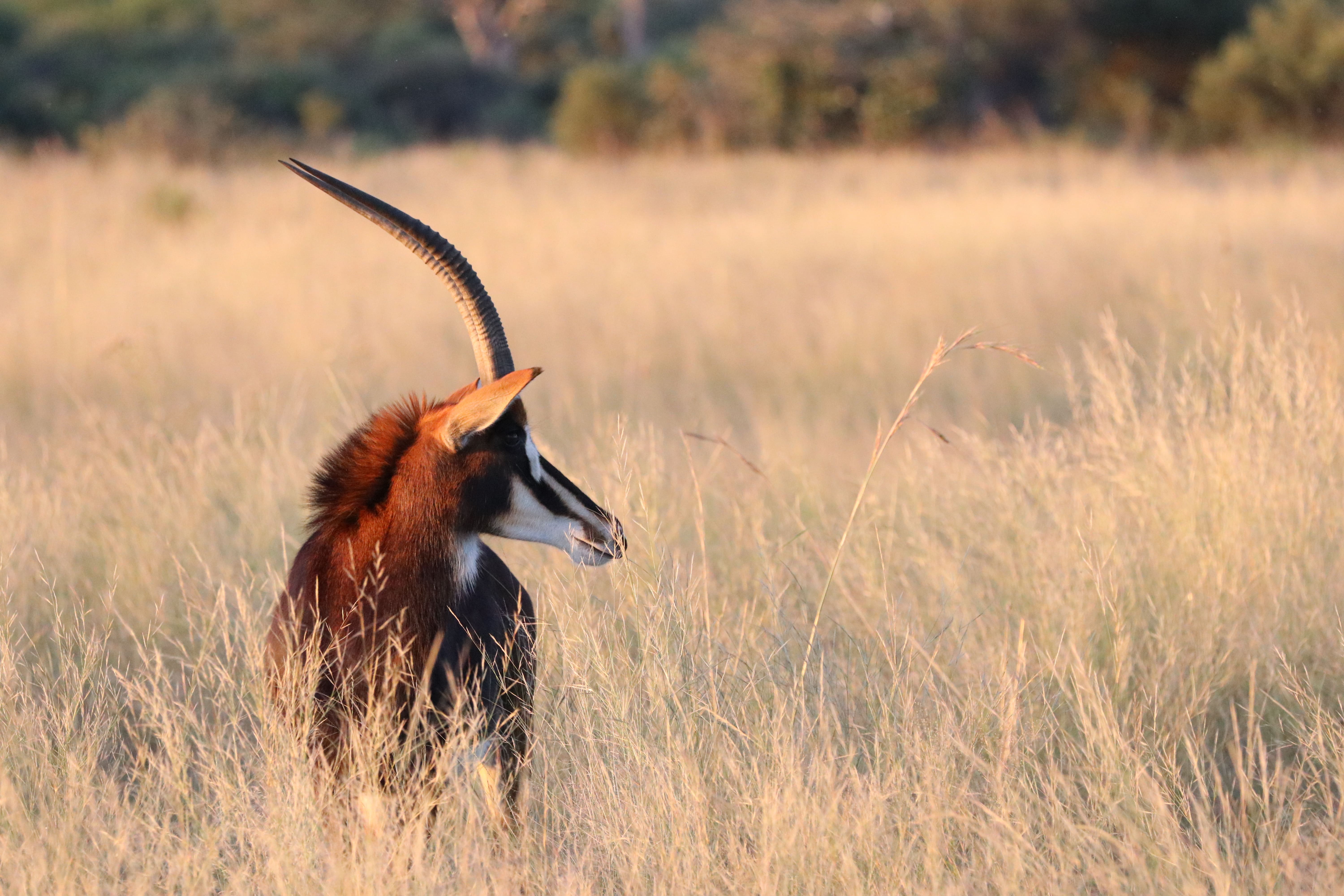 Botswana trip
