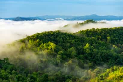 Jungle