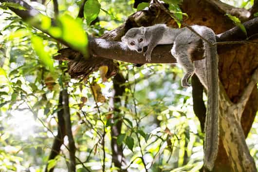 Ankarana Reserve
