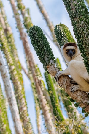 Lemurs & beach lounging in hidden Madagascar