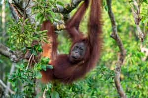Tanjung Puting National Park