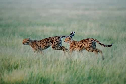 Safari