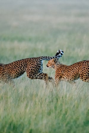 Safari