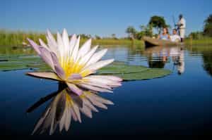 Glide along Chief's Island on a Mokoro Safari