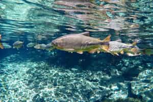 Bonito
