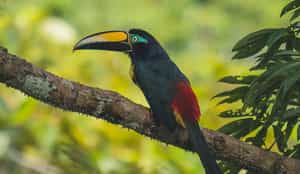 The Ecuadorian Amazon