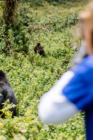 Primates of Tanzania & Rwanda