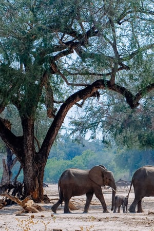 Zimbabwe