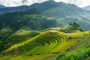 Sapa