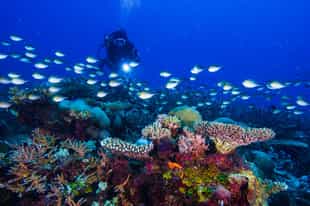 The Underwater World of the Quirimbas Archipelago