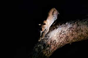 Spot nocturnal animals on a night drive in Nyerere