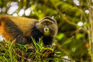Mgahinga National Park