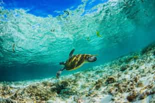 Indian Ocean Guide