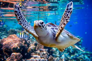 Snorkel amongst the shoals in the Maldives