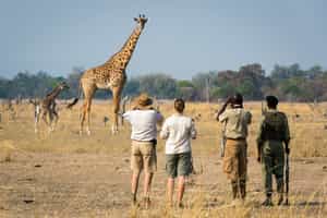 Go on a guided walking safari in South Luangwa