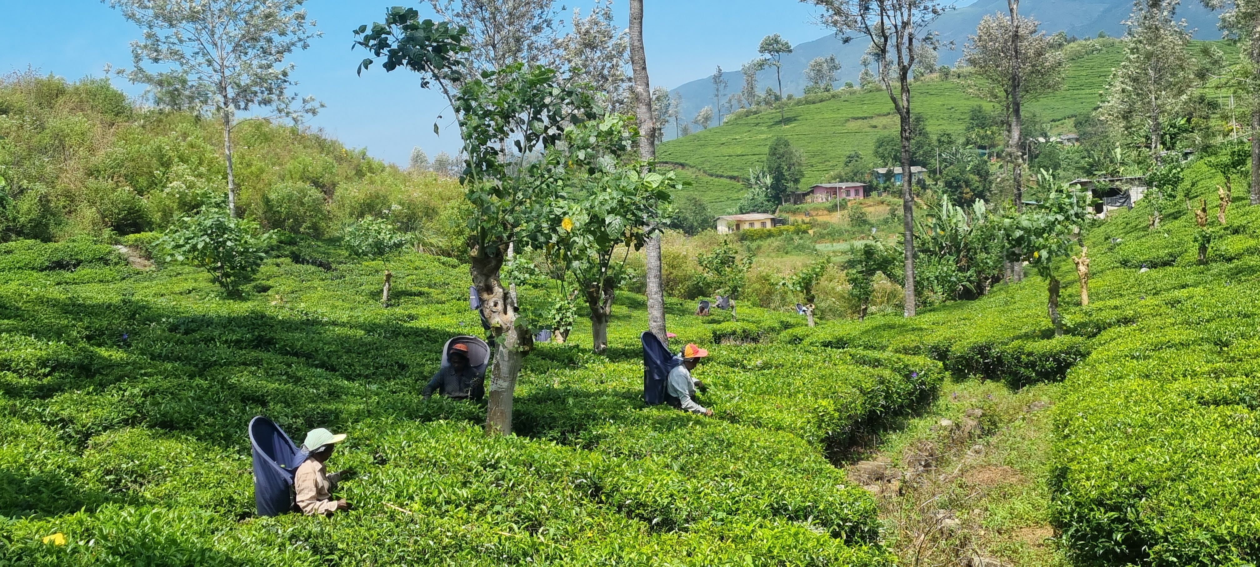 Sri Lanka trip