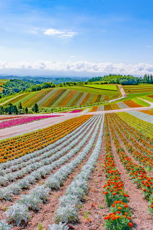 A self-drive adventure around Hokkaido