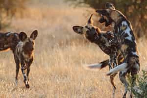 Ruaha National Park