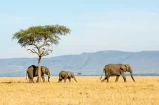 Tanzania Safari Guide