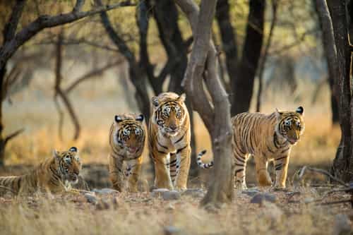 Tigers