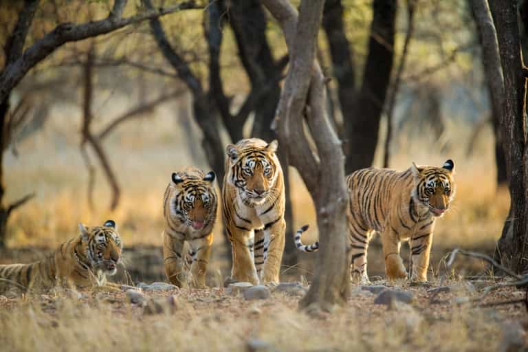 Tigers