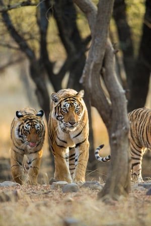 Tigers