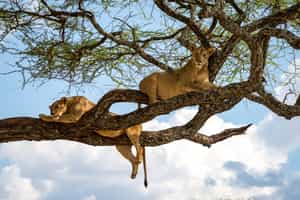 Lake Manyara National Park