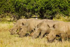 Go on a walking safari in Zululand