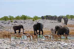 Etosha