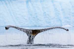 Scout for majestic whales in the Antarctica