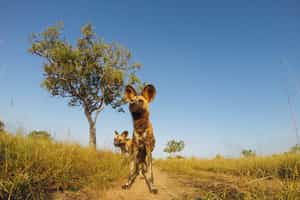 Nyerere National Park ('The Selous')
