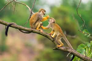 Go on a guided wildlife safari in Cloud Forest