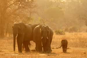 Niassa National Reserve
